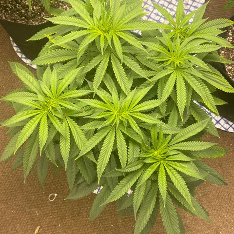 Kashmir pupil #1  growlog timeline photo