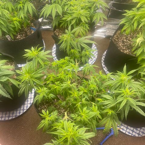 Mass mystery #1 growlog timeline photo