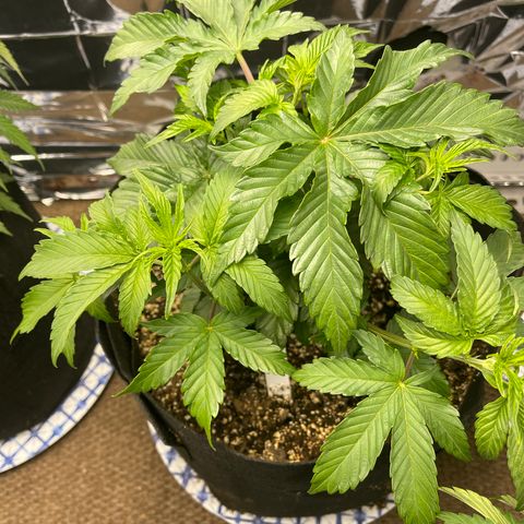 Pure Michigan #3 growlog timeline photo