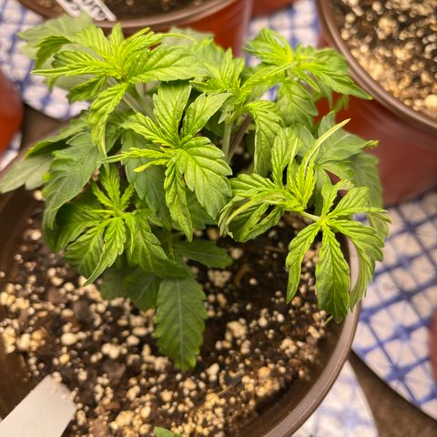 Mass mystery #1 growlog timeline photo