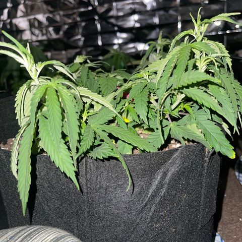 Mass mystery #1 growlog photo: 5 inches