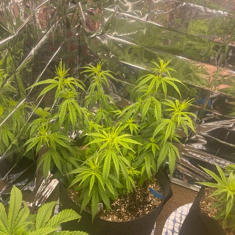 Mass mystery #3 growlog timeline photo