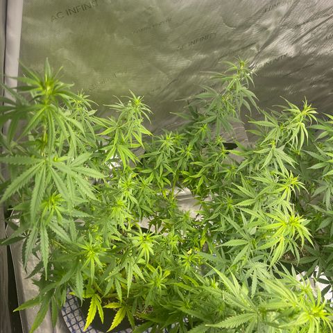 Mexican Bacon #3 growlog timeline photo