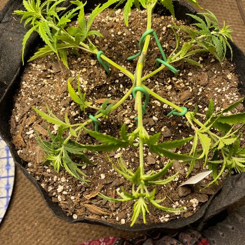 Mexican Bacon #3 growlog timeline photo