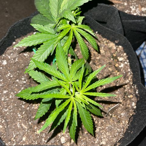 PuTang Nevil Chem #2  growlog photo: 4 inches