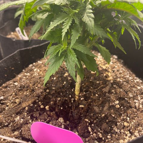 Medi Pak #1  growlog timeline photo