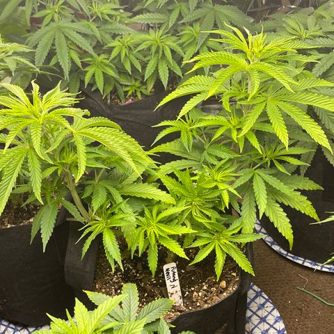 PuTang Nevil Chem #2  growlog timeline photo