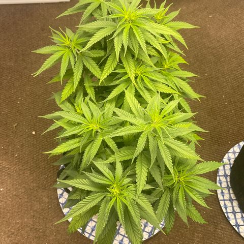 Medi Pak #1  growlog timeline photo