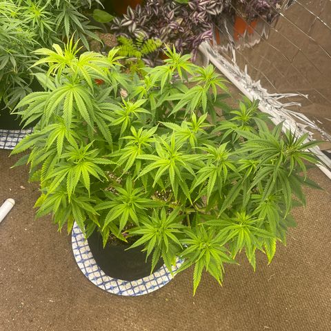 Kashmir pupil #2 growlog timeline photo