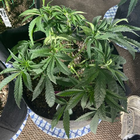 Kashmir pupil #1  growlog timeline photo