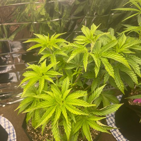 Pure Michigan #3 growlog timeline photo