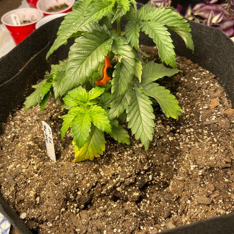 Pure Michigan #3 growlog timeline photo