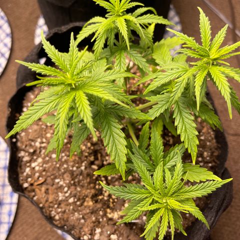Mexican Bacon #3 growlog timeline photo