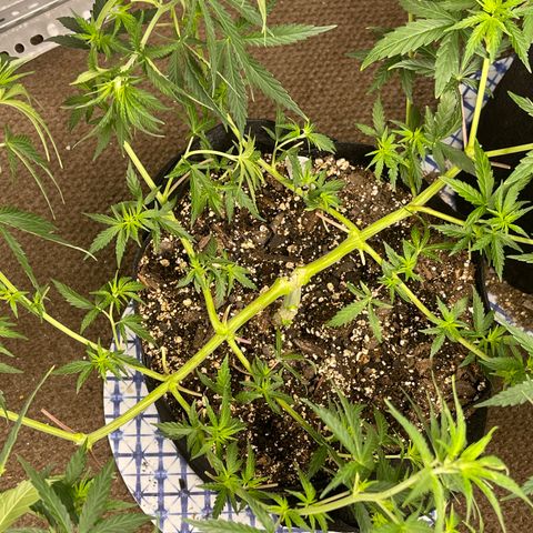 Mexican Bacon #3 growlog timeline photo