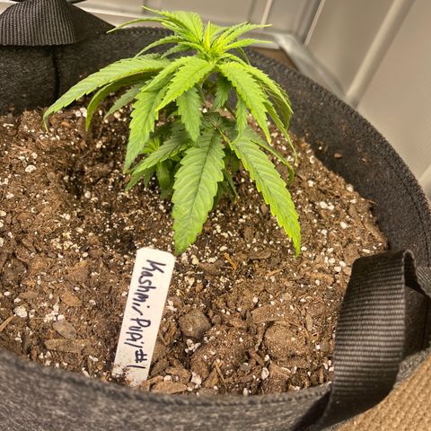 Kashmir pupil #1  growlog timeline photo