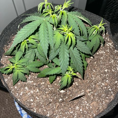 Mass mystery #3 growlog photo: 6 inches