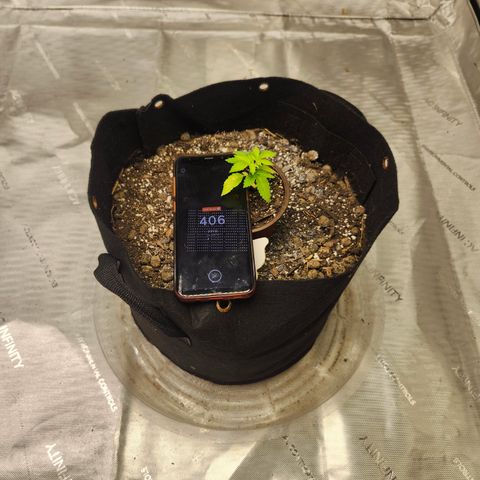 Mother Plant Unknown  growlog timeline photo