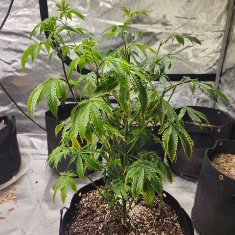 Mother Plant Unknown  growlog timeline photo