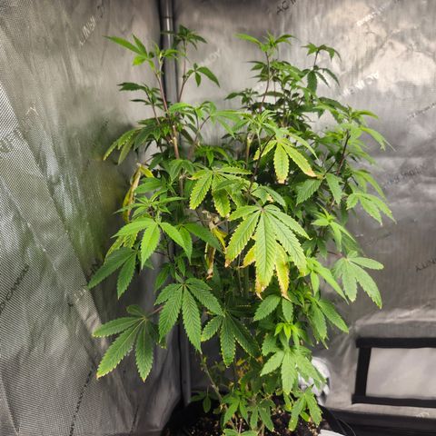 Mother Plant Unknown  growlog timeline photo