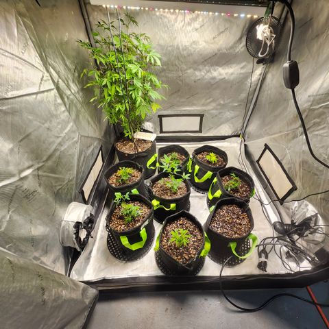 Mother Plant Unknown  growlog timeline photo
