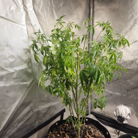 Mother Plant Unknown  growlog timeline photo