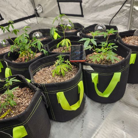 Mother Plant Unknown  growlog timeline photo