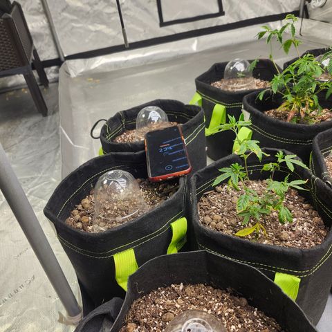 Mother Plant Unknown  growlog timeline photo