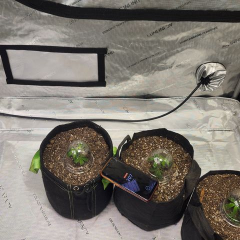 Mother Plant Unknown  growlog timeline photo