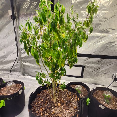 Mother Plant Unknown  growlog photo: Feed