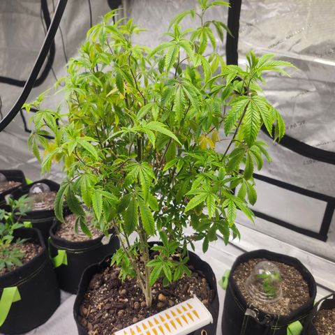 Mother Plant Unknown  growlog timeline photo