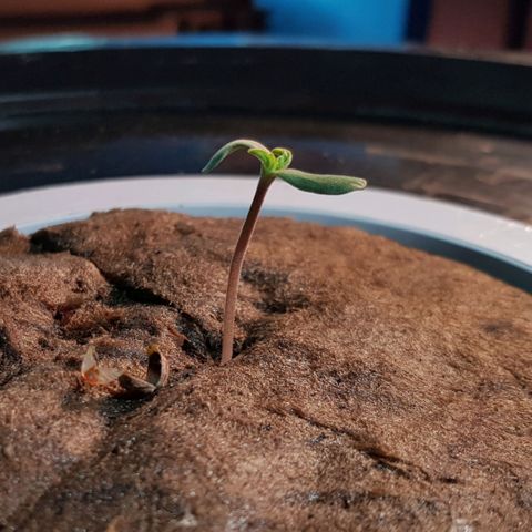Pinki Flash Back 47 I growlog photo: Día 3 en maceta hidro