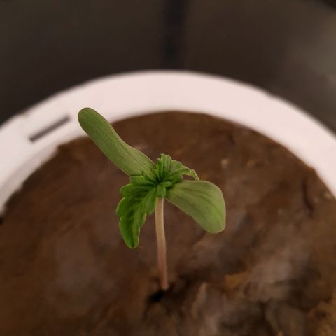 Pinki Flash Back 47 I growlog photo: Día en maceta hidro