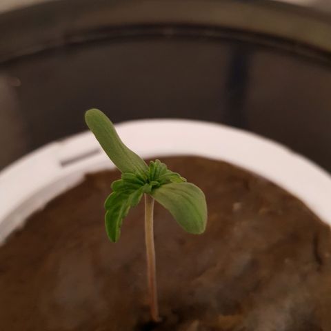 Pinki Flash Back 47 I growlog photo: Día en maceta hidro