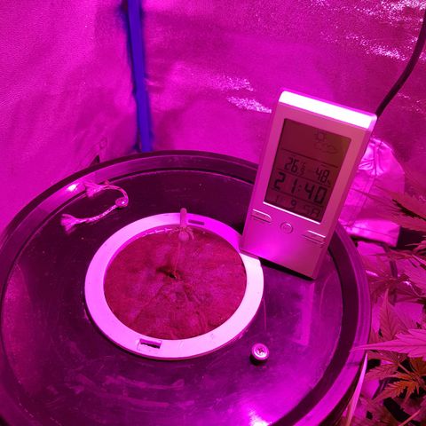 Pinki Flash Back 47 I growlog photo: Día en maceta hidro