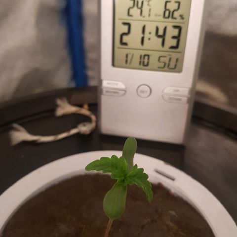Pinki Flash Back 47 I growlog timeline photo
