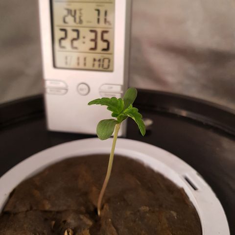 Pinki Flash Back 47 I growlog timeline photo