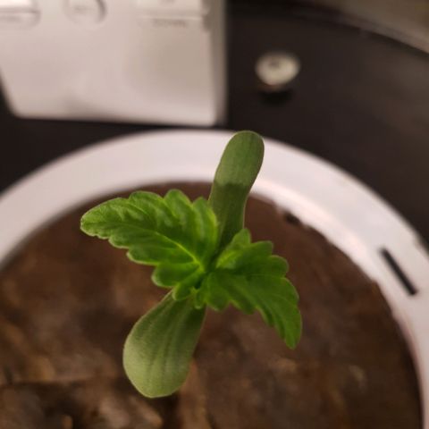 Pinki Flash Back 47 I growlog timeline photo