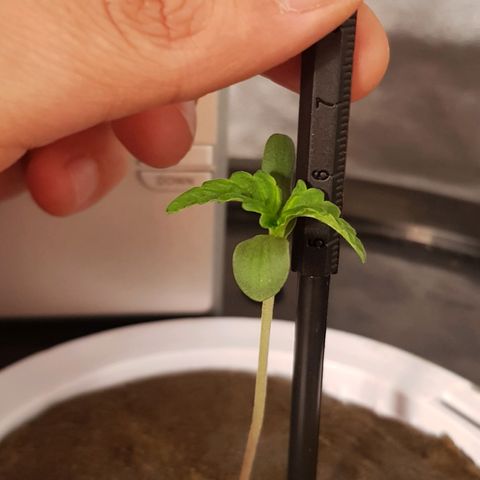 Pinki Flash Back 47 I growlog timeline photo