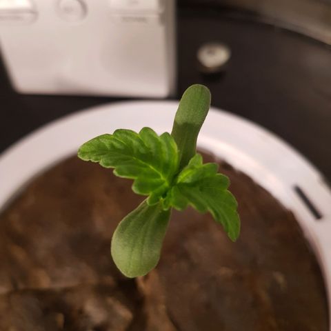 Pinki Flash Back 47 I growlog timeline photo