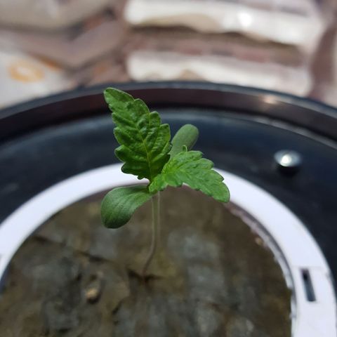 Pinki Flash Back 47 I growlog timeline photo