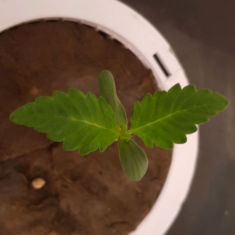 Pinki Flash Back 47 I growlog timeline photo