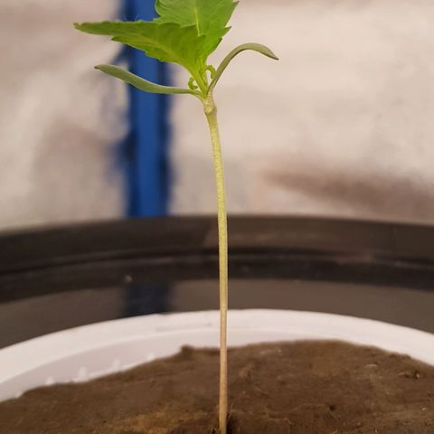 Pinki Flash Back 47 I growlog timeline photo