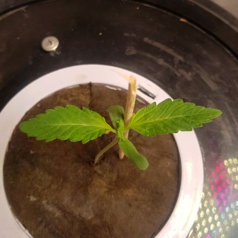 Pinki Flash Back 47 I growlog timeline photo