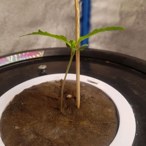 Pinki Flash Back 47 I growlog timeline photo