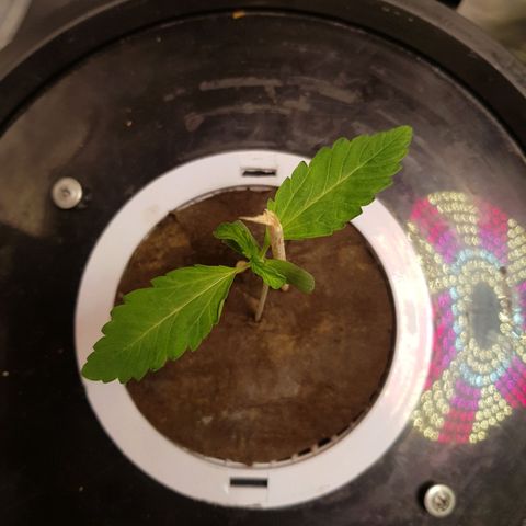 Pinki Flash Back 47 I growlog timeline photo