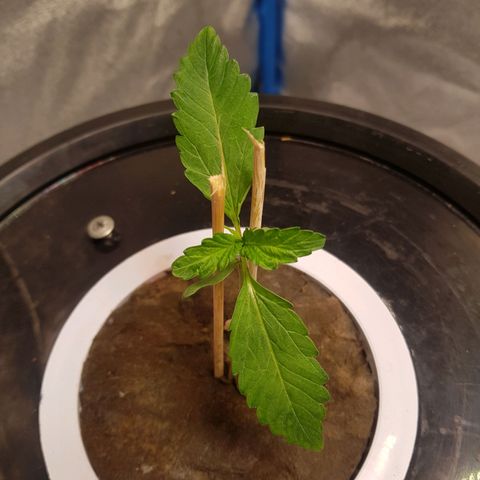Pinki Flash Back 47 I growlog timeline photo