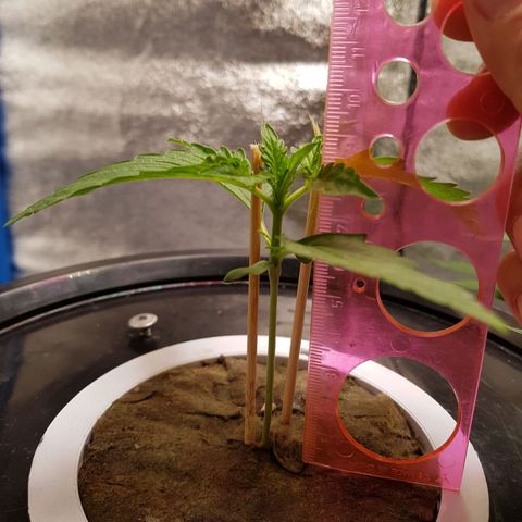 Pinki Flash Back 47 I growlog photo: 9 cm