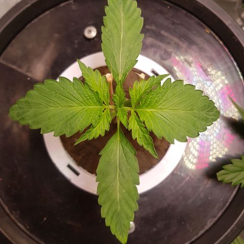 Pinki Flash Back 47 I growlog photo: 9 cm