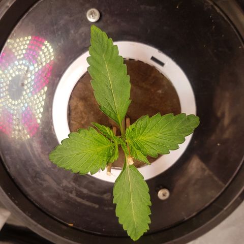 Pinki Flash Back 47 I growlog timeline photo