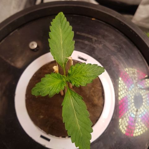 Pinki Flash Back 47 I growlog timeline photo